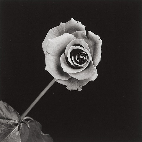 Robert Mapplethorpe - Rose